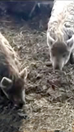 Michigan DNR Going Hog Wild