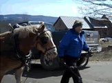 Click to watch Maple Sugaring - Hitching Up the Team - Turkey Hill Farm