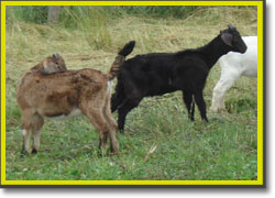 Pastured goats at Jake Zook's farm