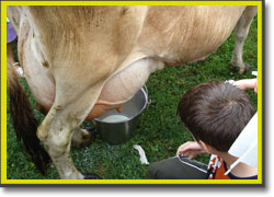 A boy tentatively approaches the udder