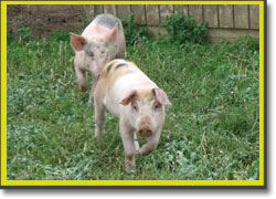 Pastured pigs at Jake Zook's farm