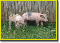 More pastured pigs at Jake Zook's farm