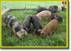 Pastured pigs in their rolling enclosure at Jake Zook's farm