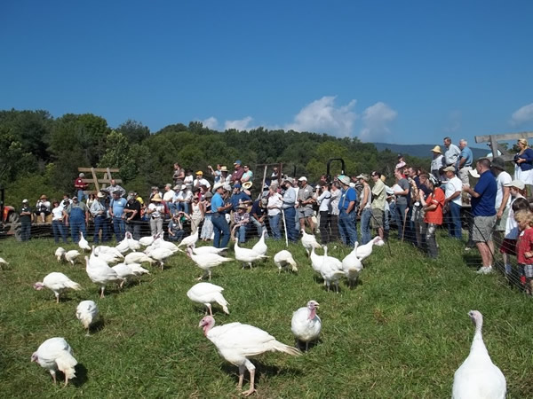 Turkeys at Polyface Farm