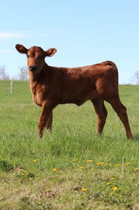 calf-on-pasture_Reitzig-HartkeIsOnline